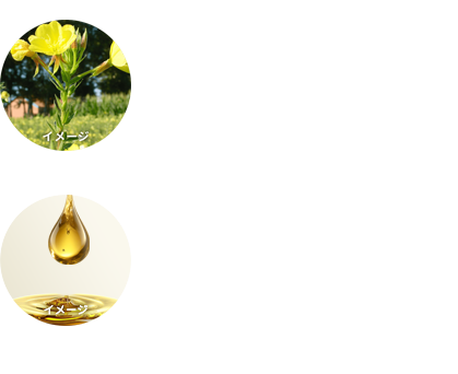 濡れツヤキープオイル（保湿成分）配合：月見薬油/熱に反応してダメージ補修：ヒートプロテクト成分*メドウフォーム-δ-ラクトン、γ-ドコサラクトン